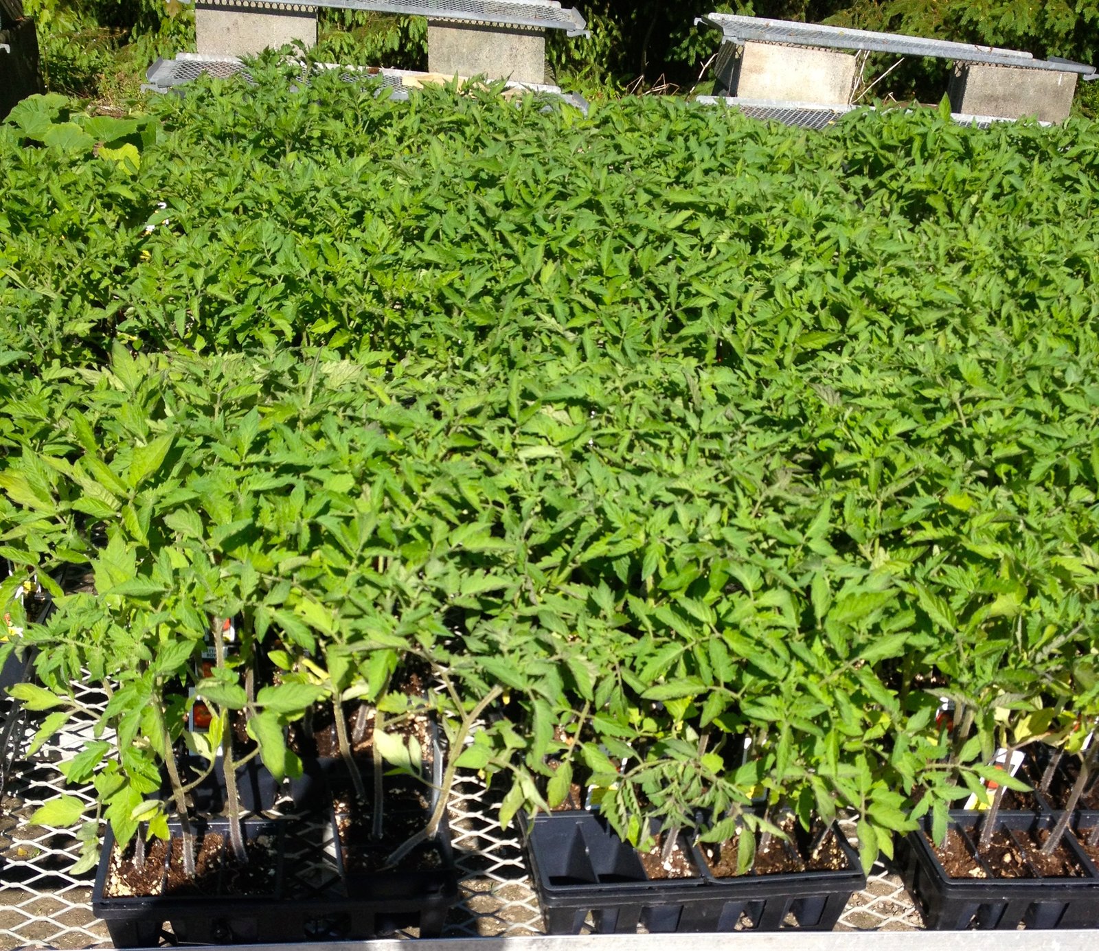 juvenile court's community service garden donates record harvest to