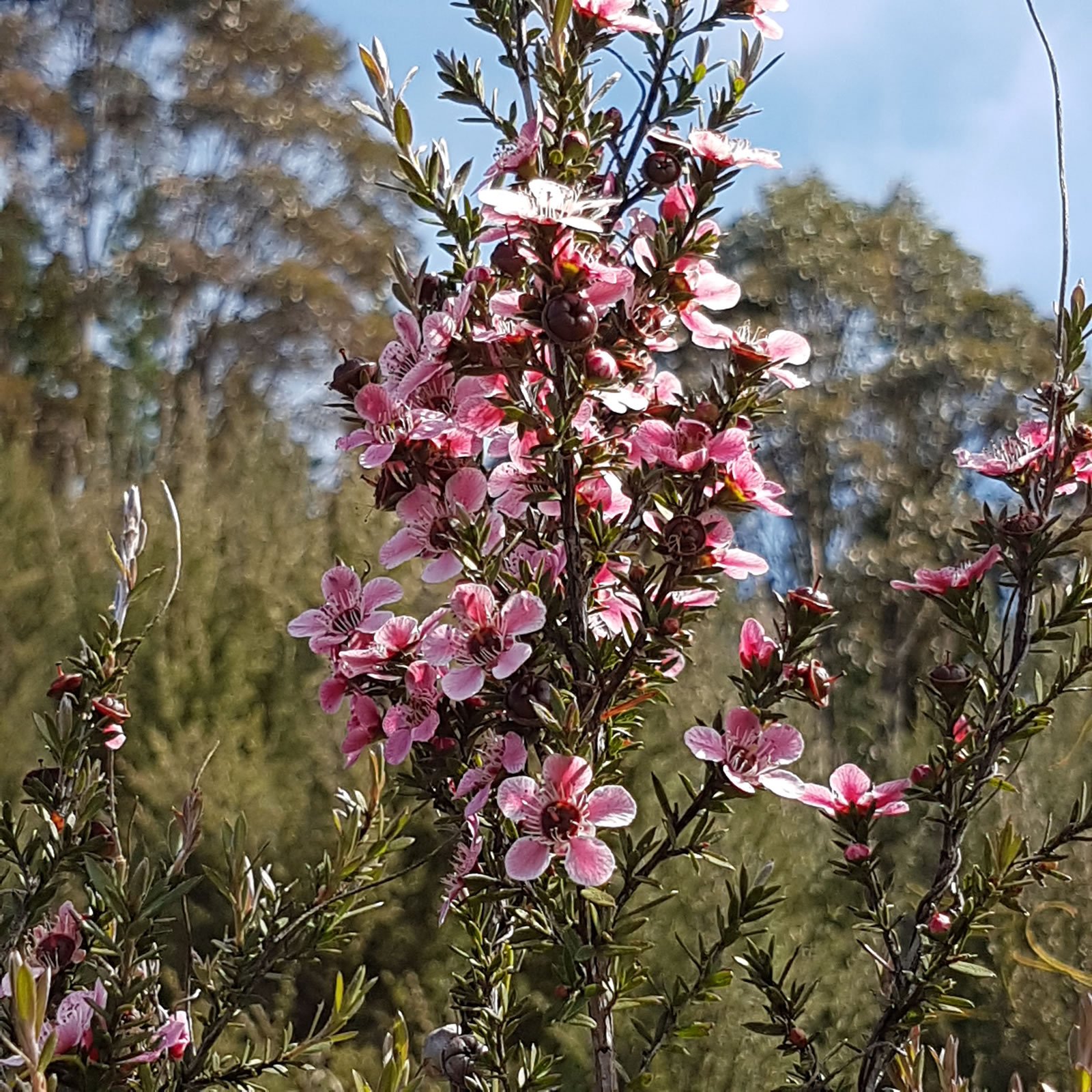 how will the manuka flower this summer? - kauri park