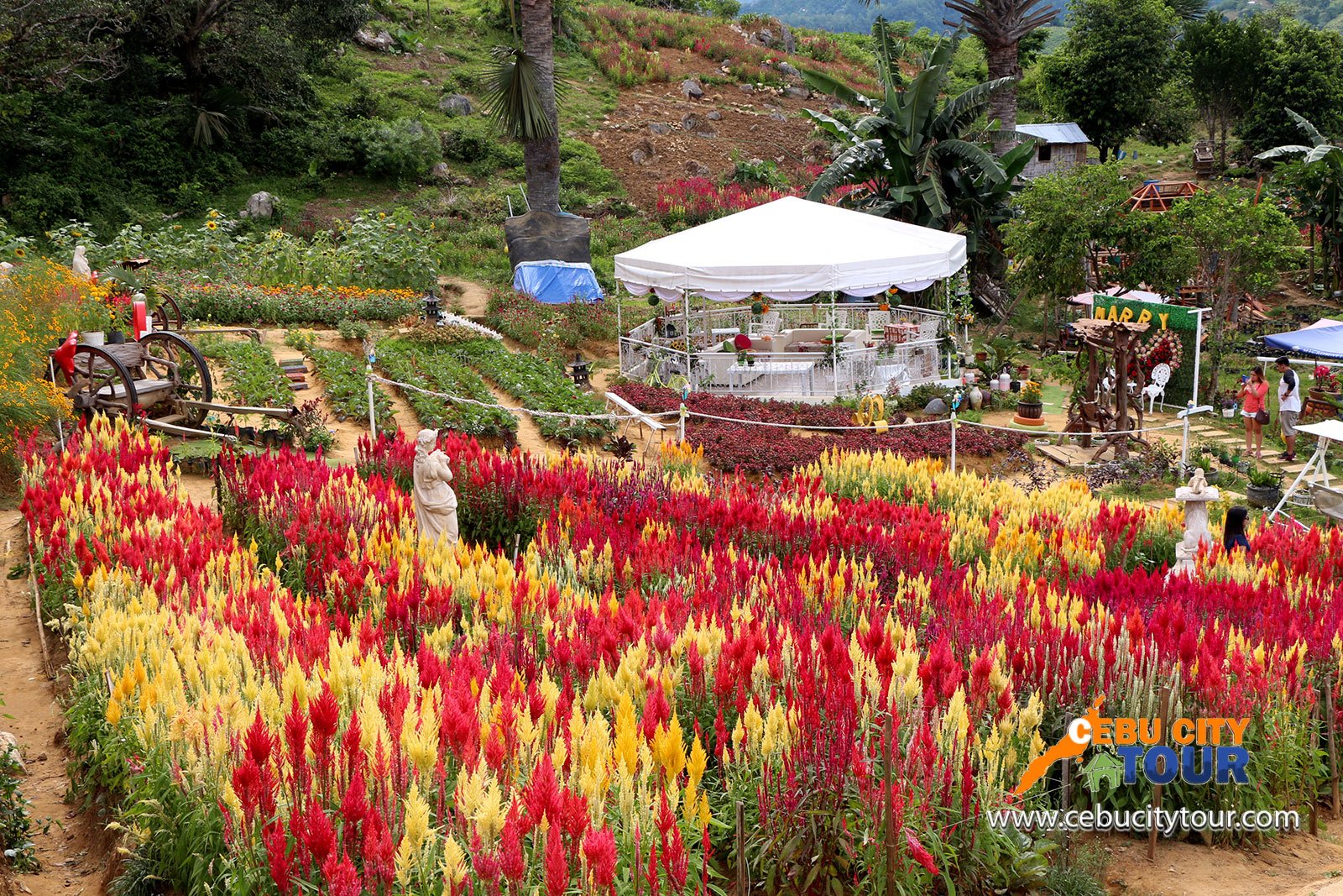 cebu sirao flower farm | cebu city tour