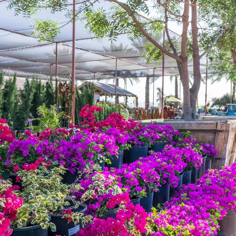 tree and plant nursery, landscape design and installation - desert