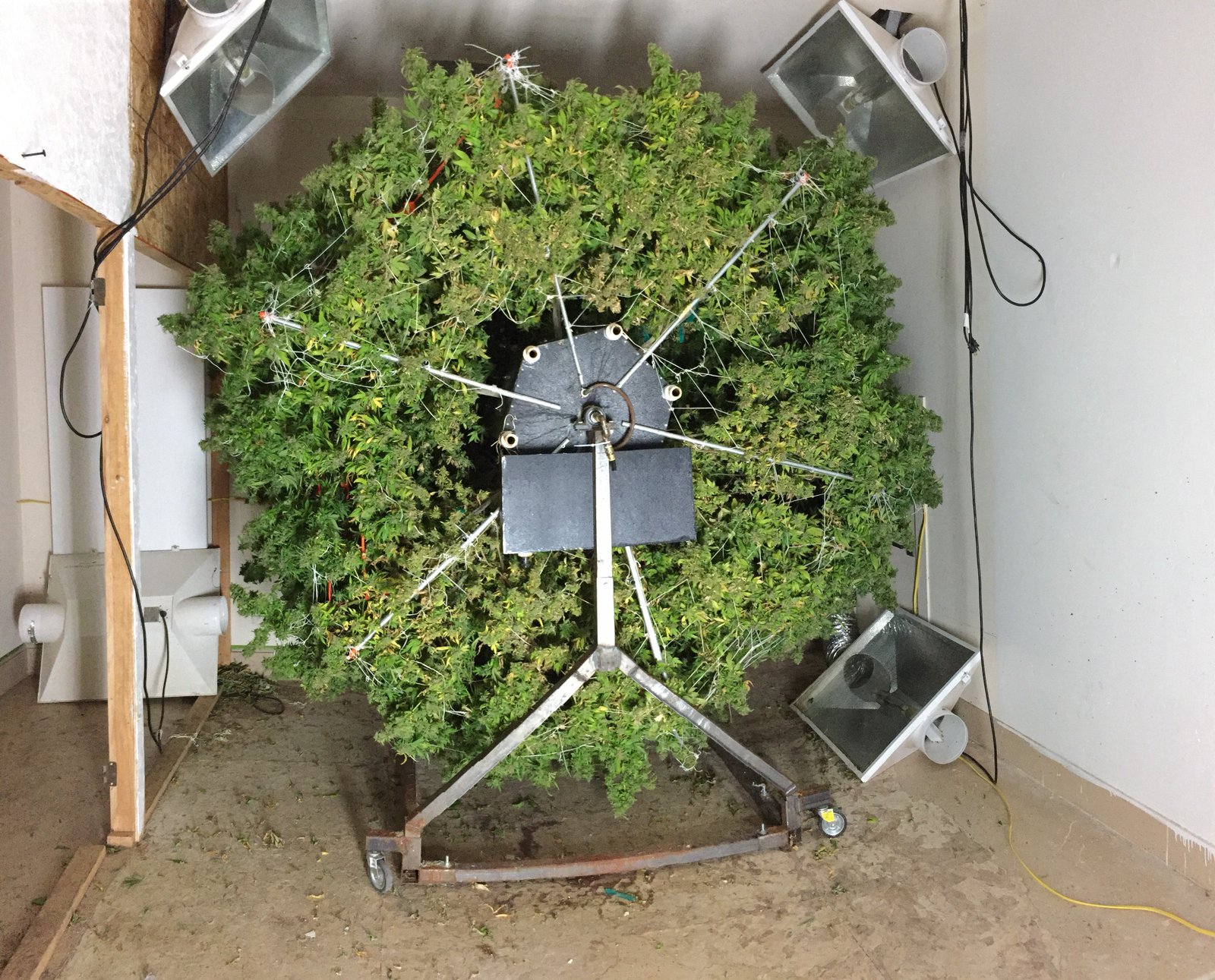 Take Advantage of New Hydroponic Techniques - Cannabis ...