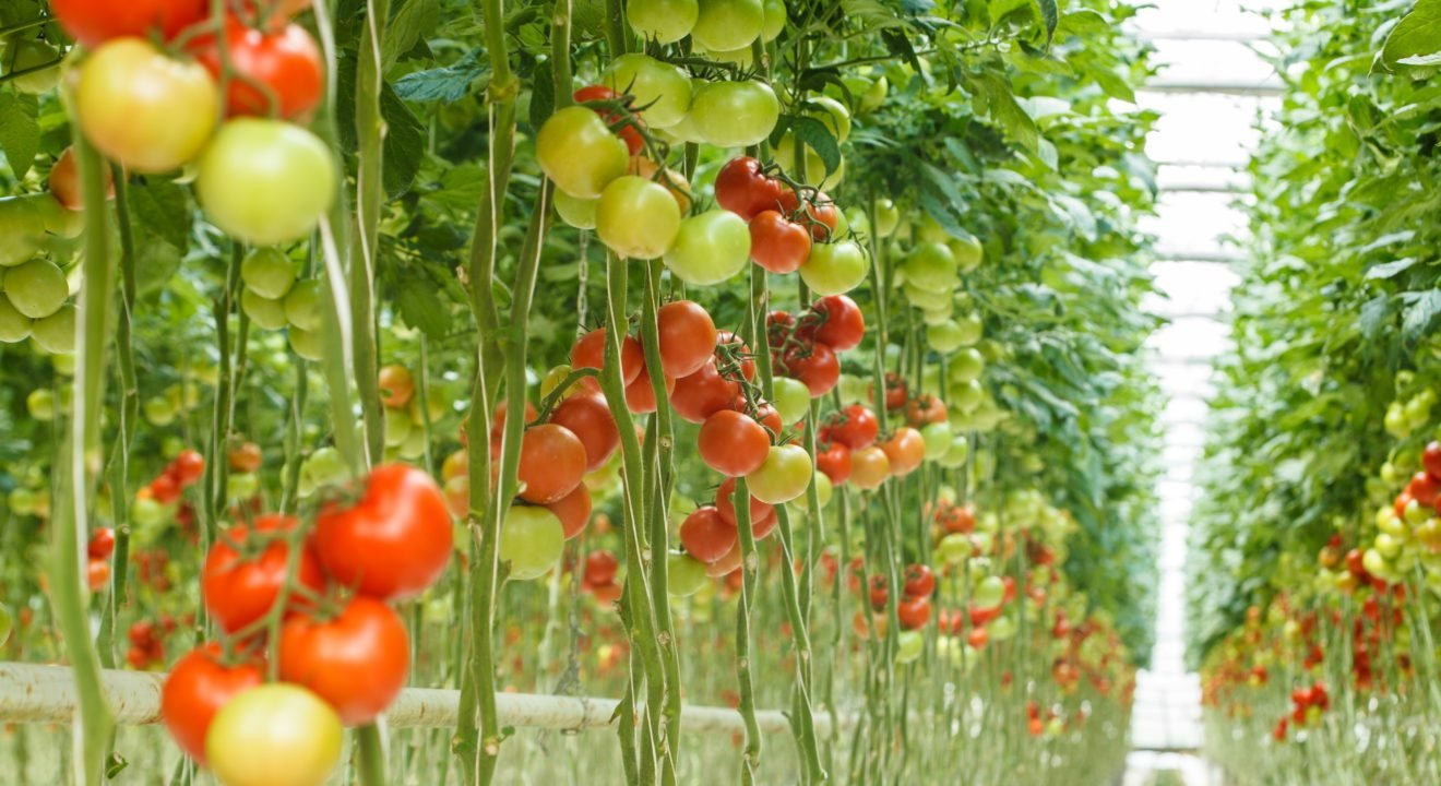 Why Hydroponics Gardening Systems Are the Future of ...