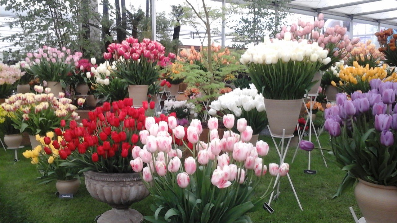 best gardening event in the world - rhs chelsea flower show - the