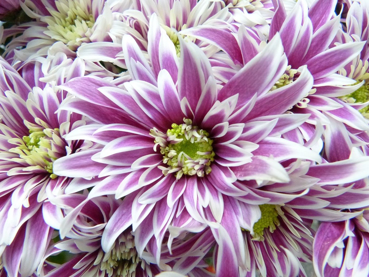 home - the garden club of new jersey