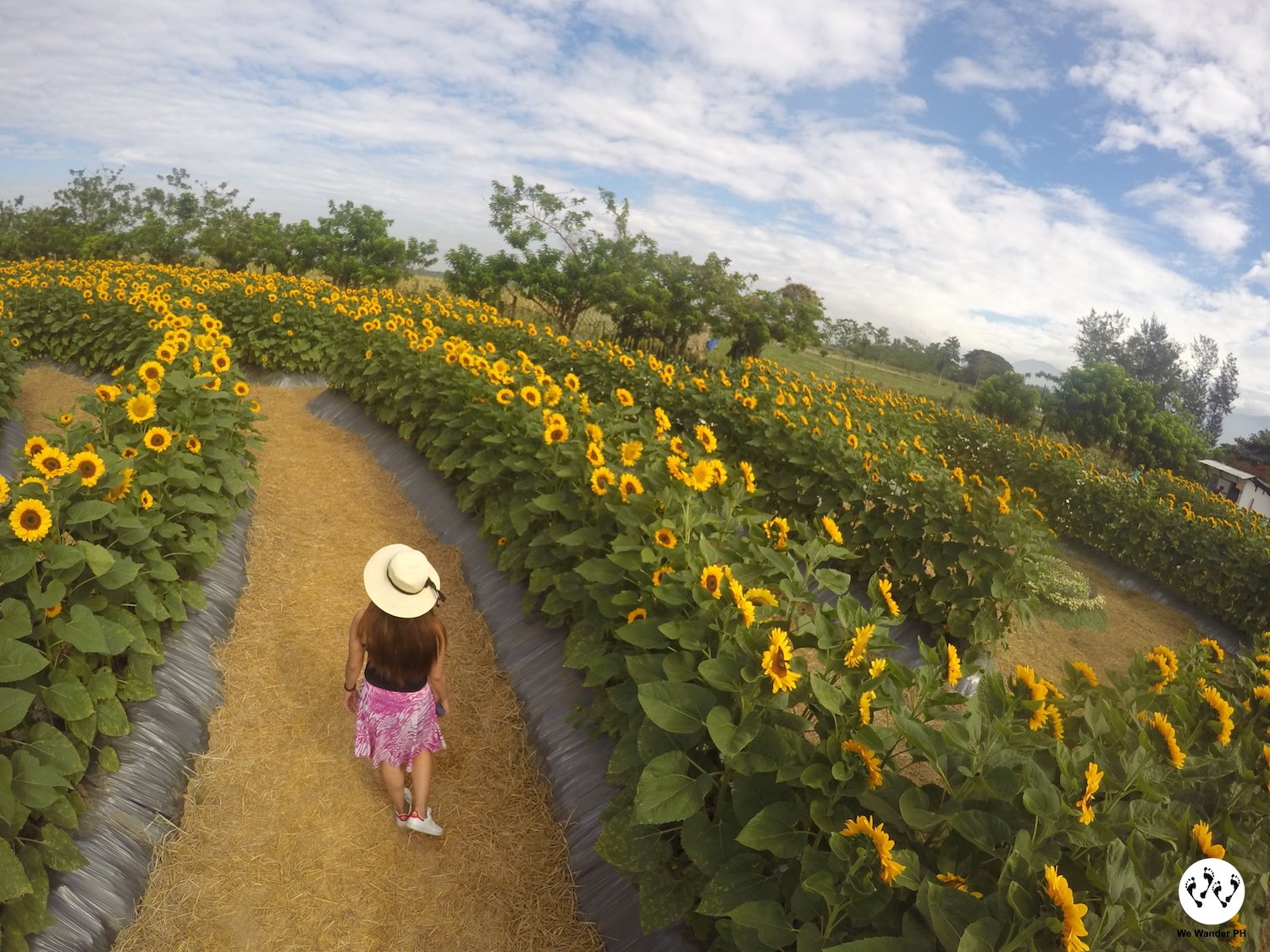 the philippines' first sunflower maze – we wander ph