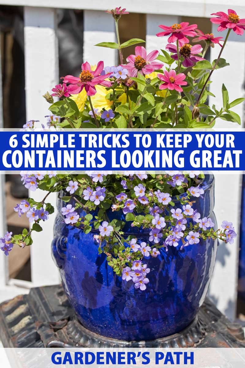 6 simple tricks for beautiful garden containers | gardener's path