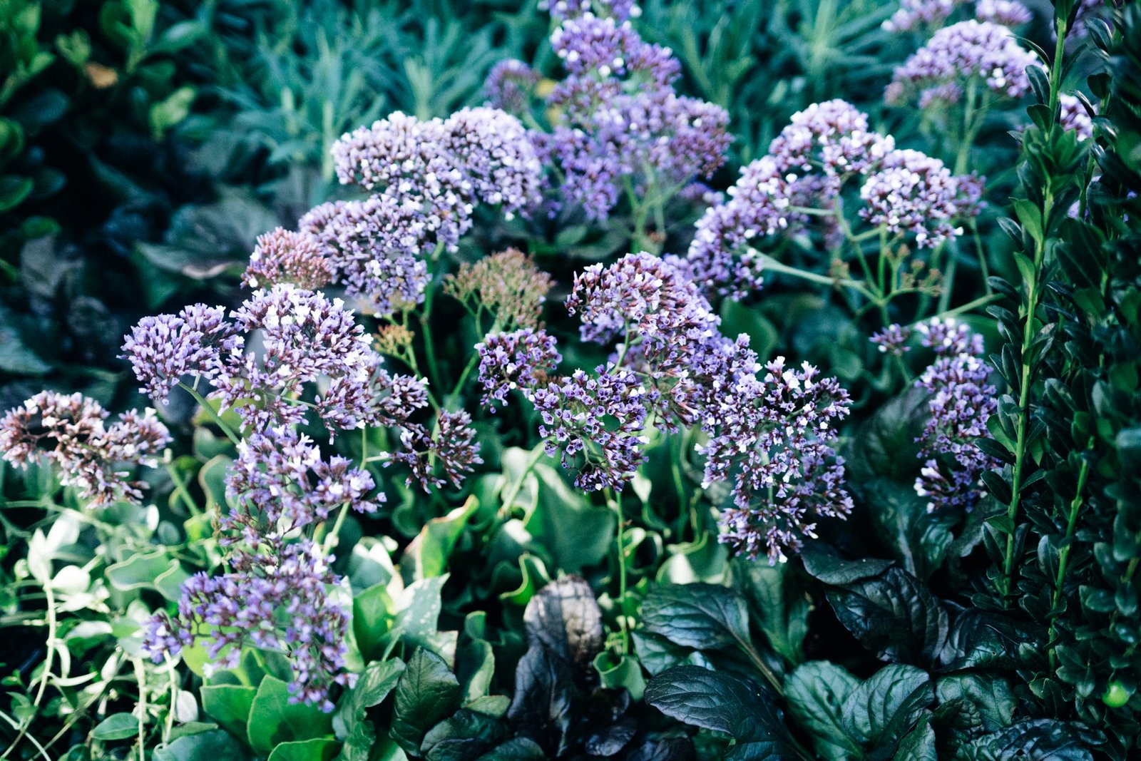 melbourne flower show is an instagrammers dream | ticketmaster au blog
