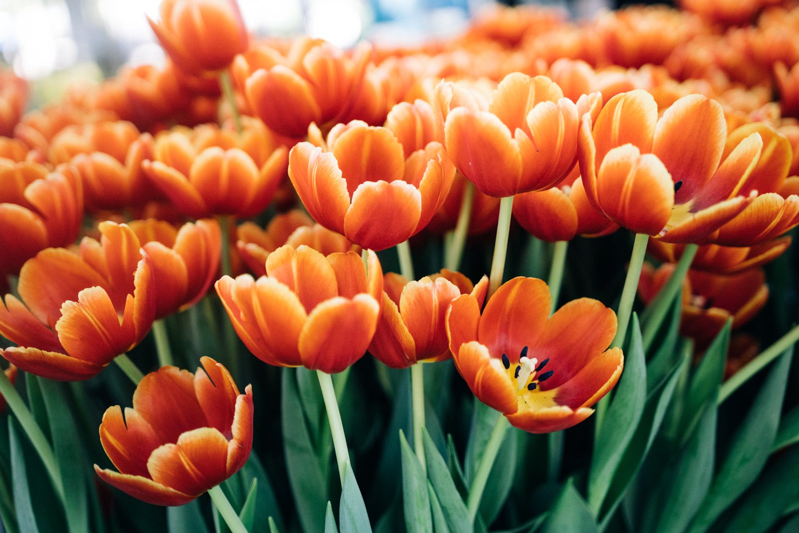 melbourne flower show is an instagrammers dream | ticketmaster au blog