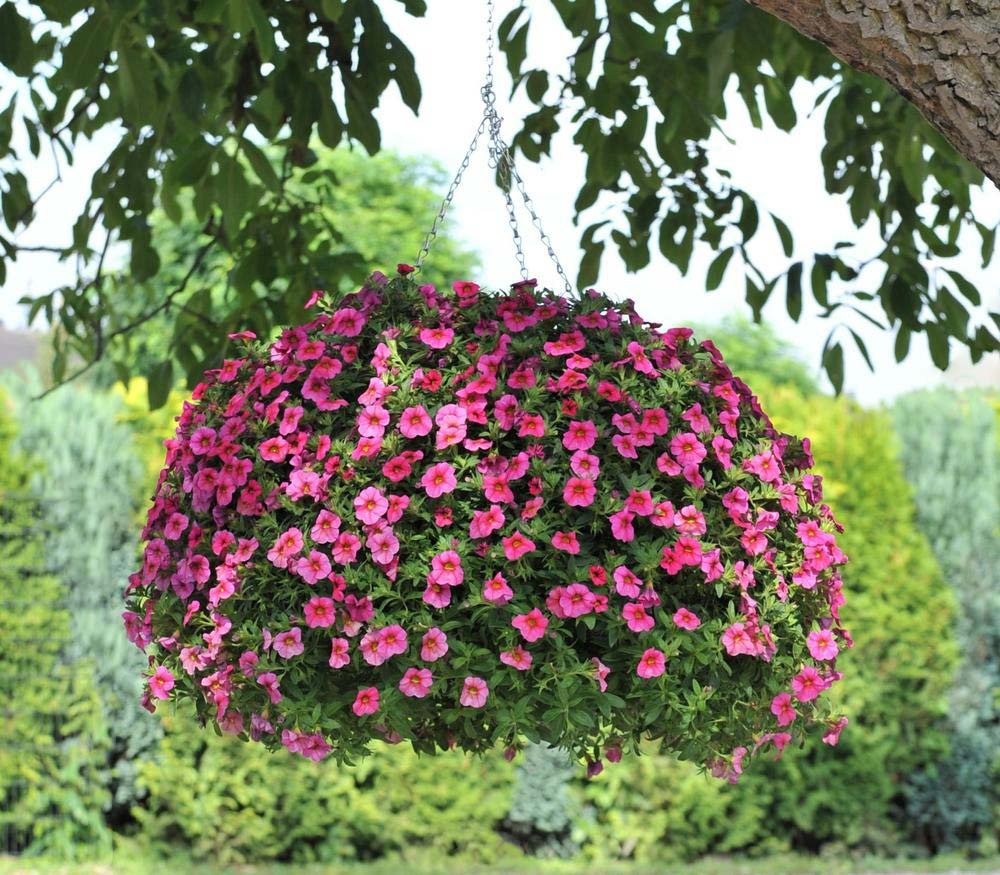 hanging flower baskets : 5 secrets the pros use | the garden glove