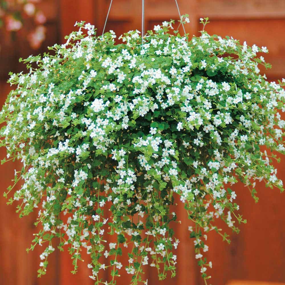 best plants for hanging baskets ideas with images