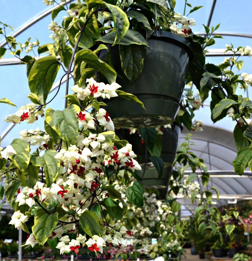 top 5 hanging baskets for shade | fairview garden center