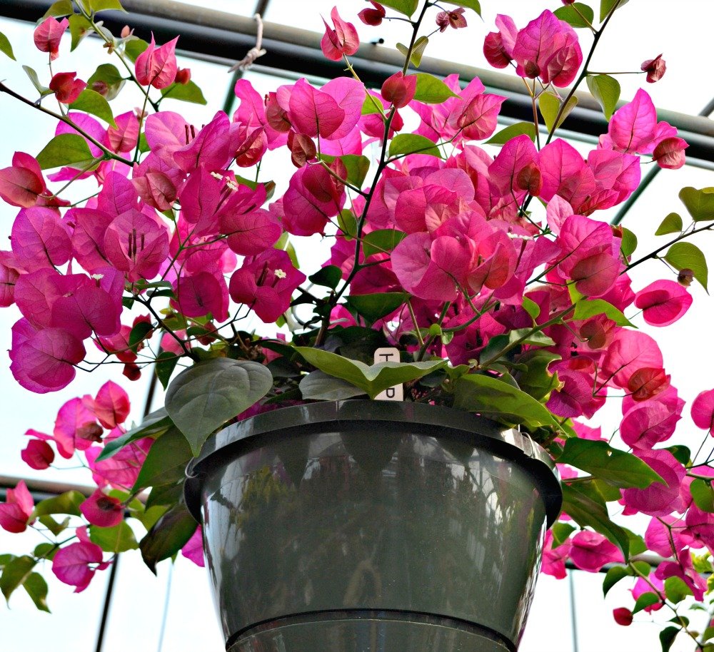 top 5 hanging baskets for full-sun | fairview garden center