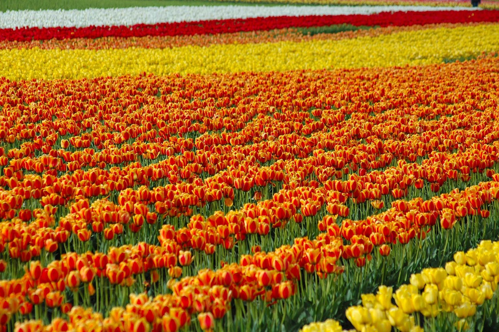 bahaar-e-kashmir: asia's largest tulip garden in srinagar - indian