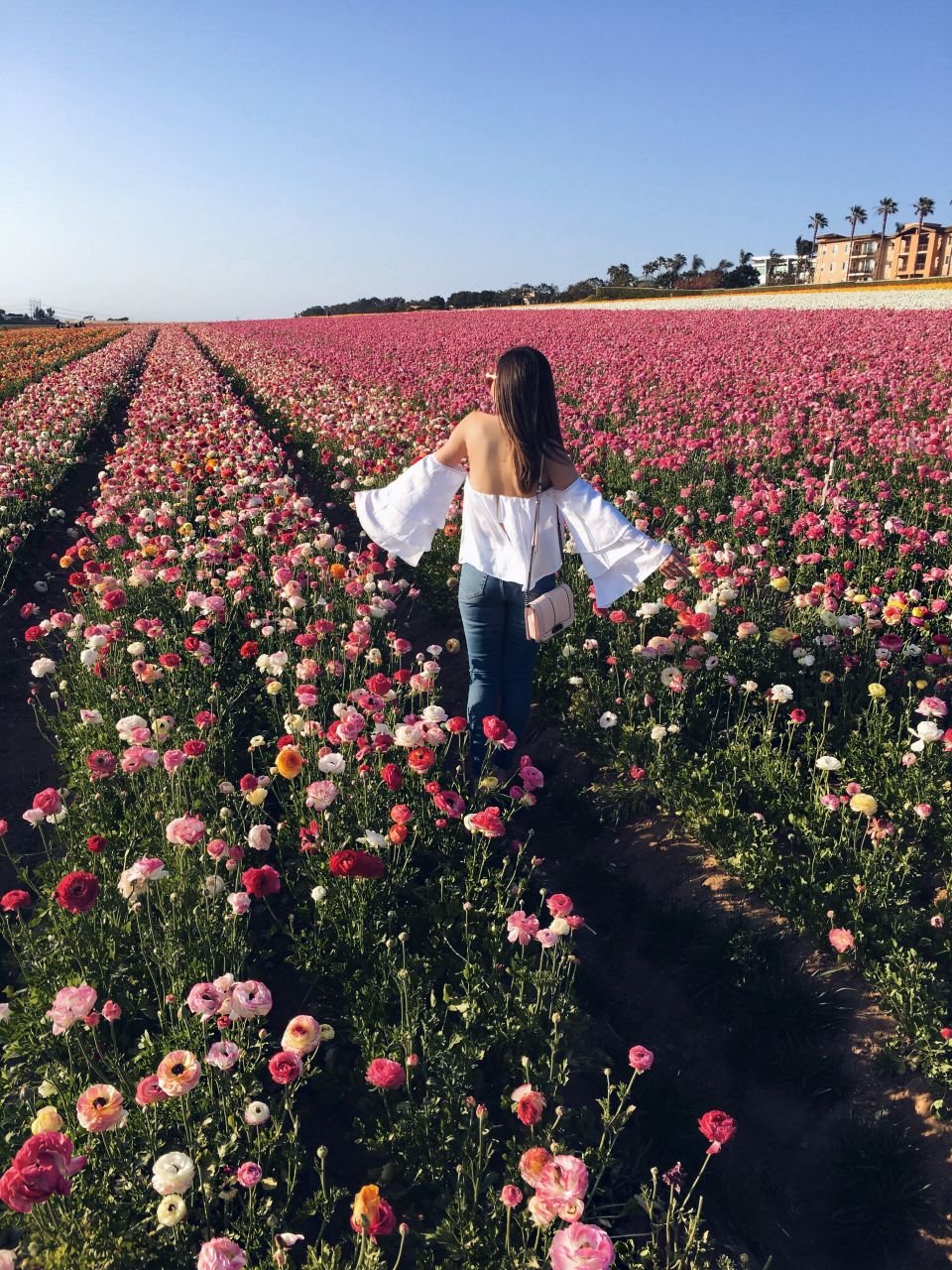 instagram worthy san diego: spring is blooming at the carlsbad