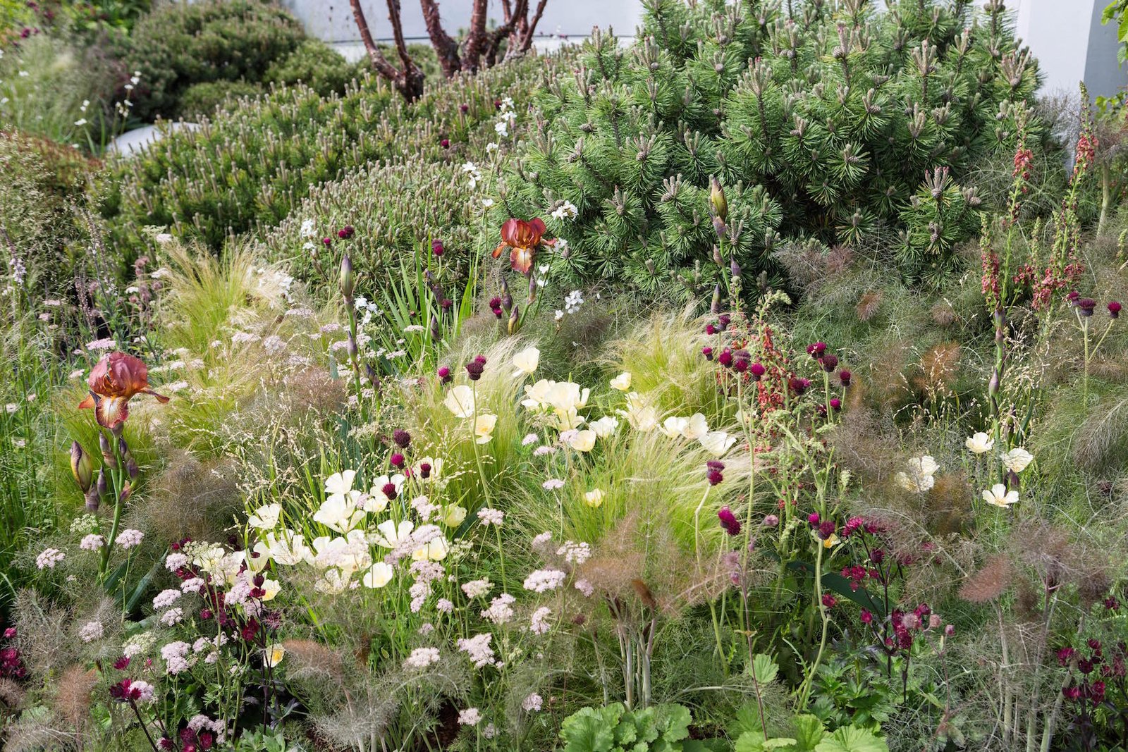 the chelsea flower show 2017 gold medal winners - the english garden