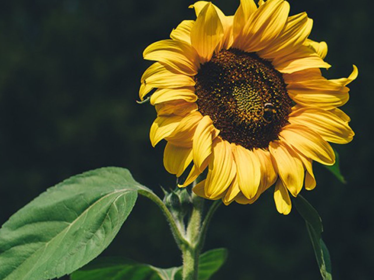 10 flowers that are easy to start from seed | chatelaine