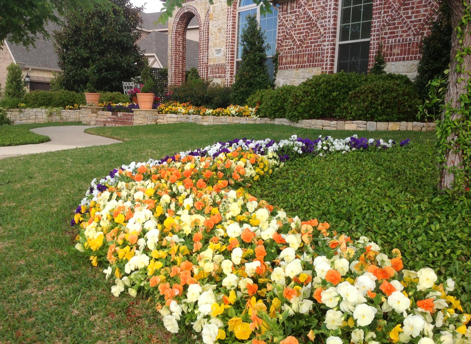 fall and winter color for north texas - covingtons