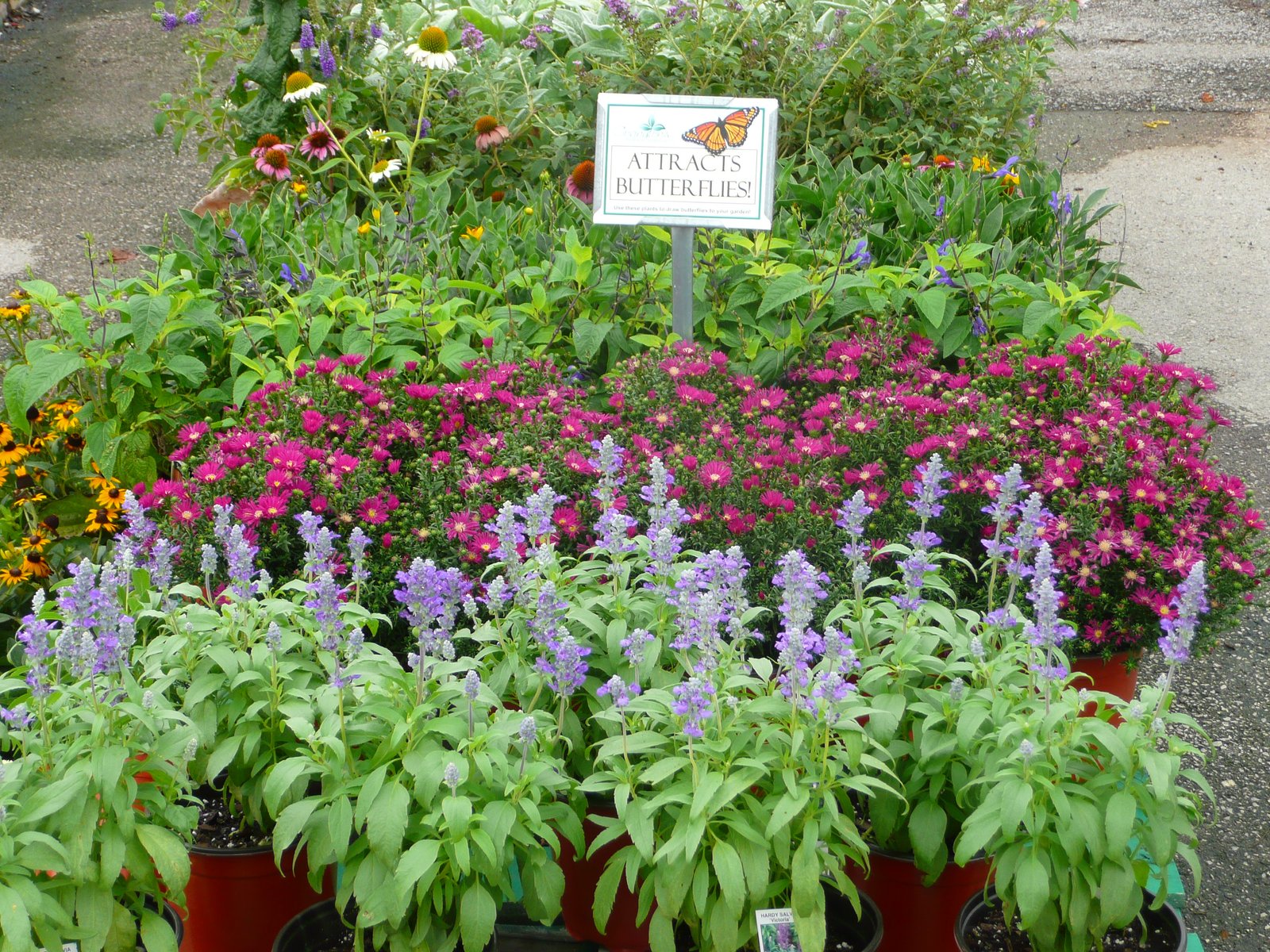 gardening with texas tough perennials - covingtons