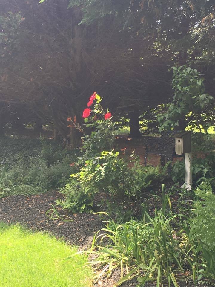 side yard landscaping-mulch-westminster-md - westminster lawn