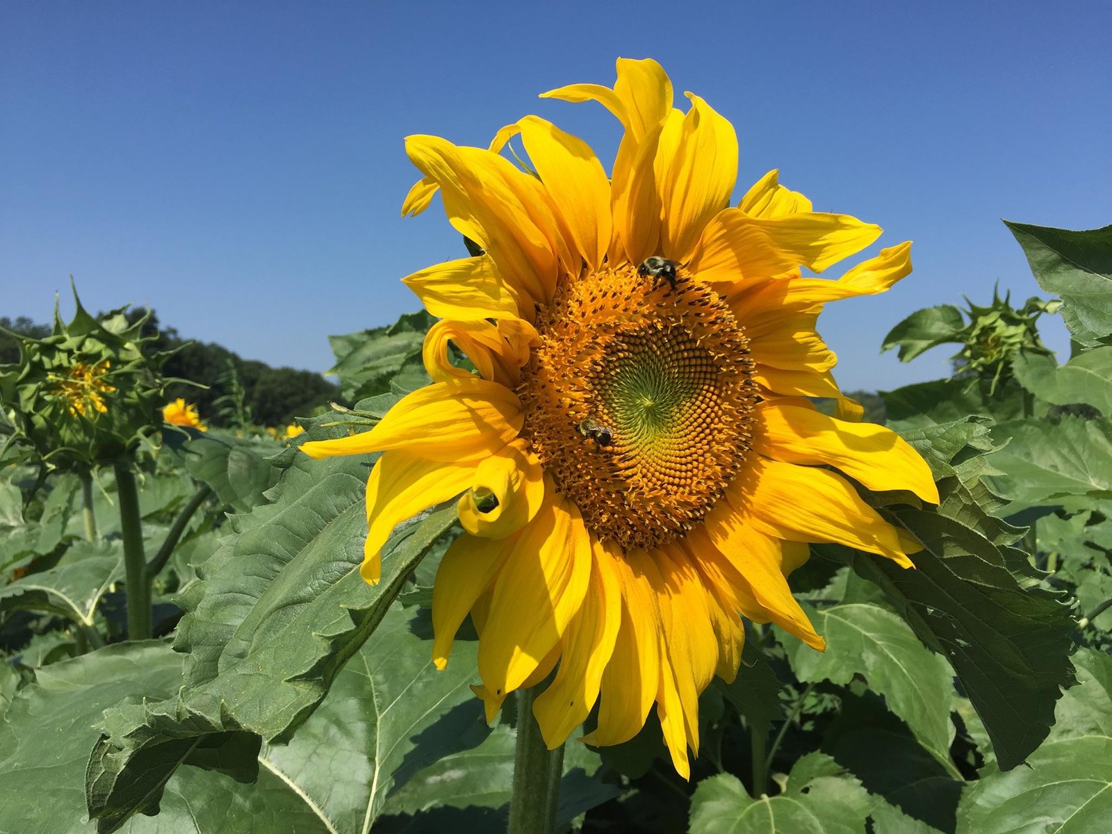 amazing places to see sunflowers in new jersey | mommy university