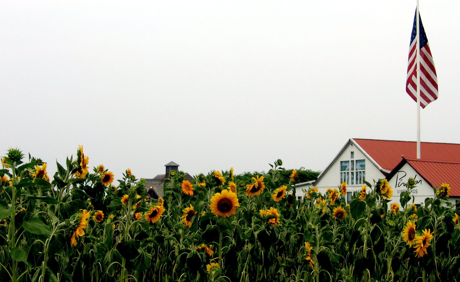 most people don't know about this magical sunflower field hiding in