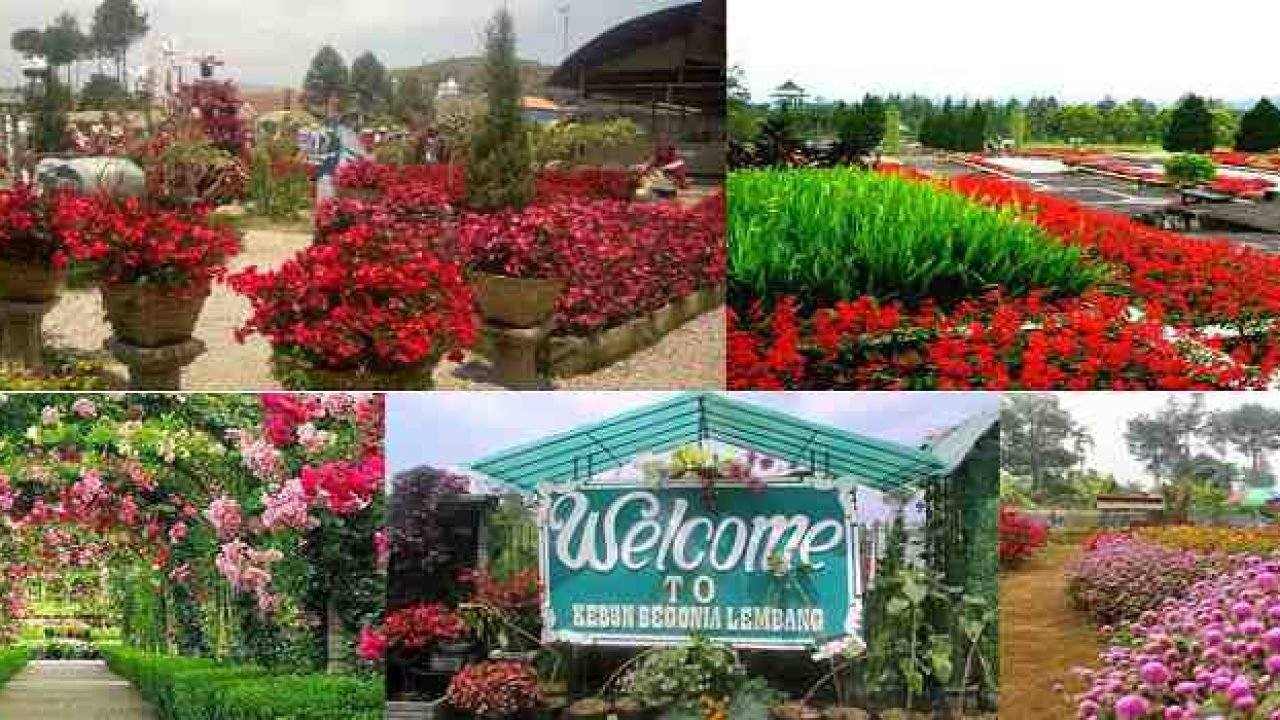 htm taman begonia