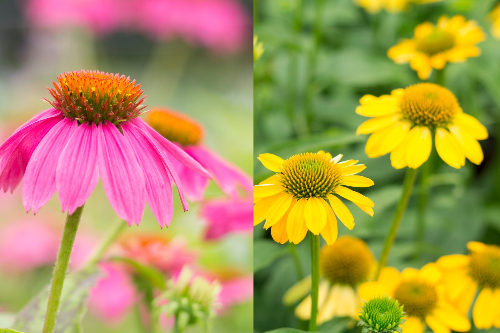 mahoney's garden center | uncategorized