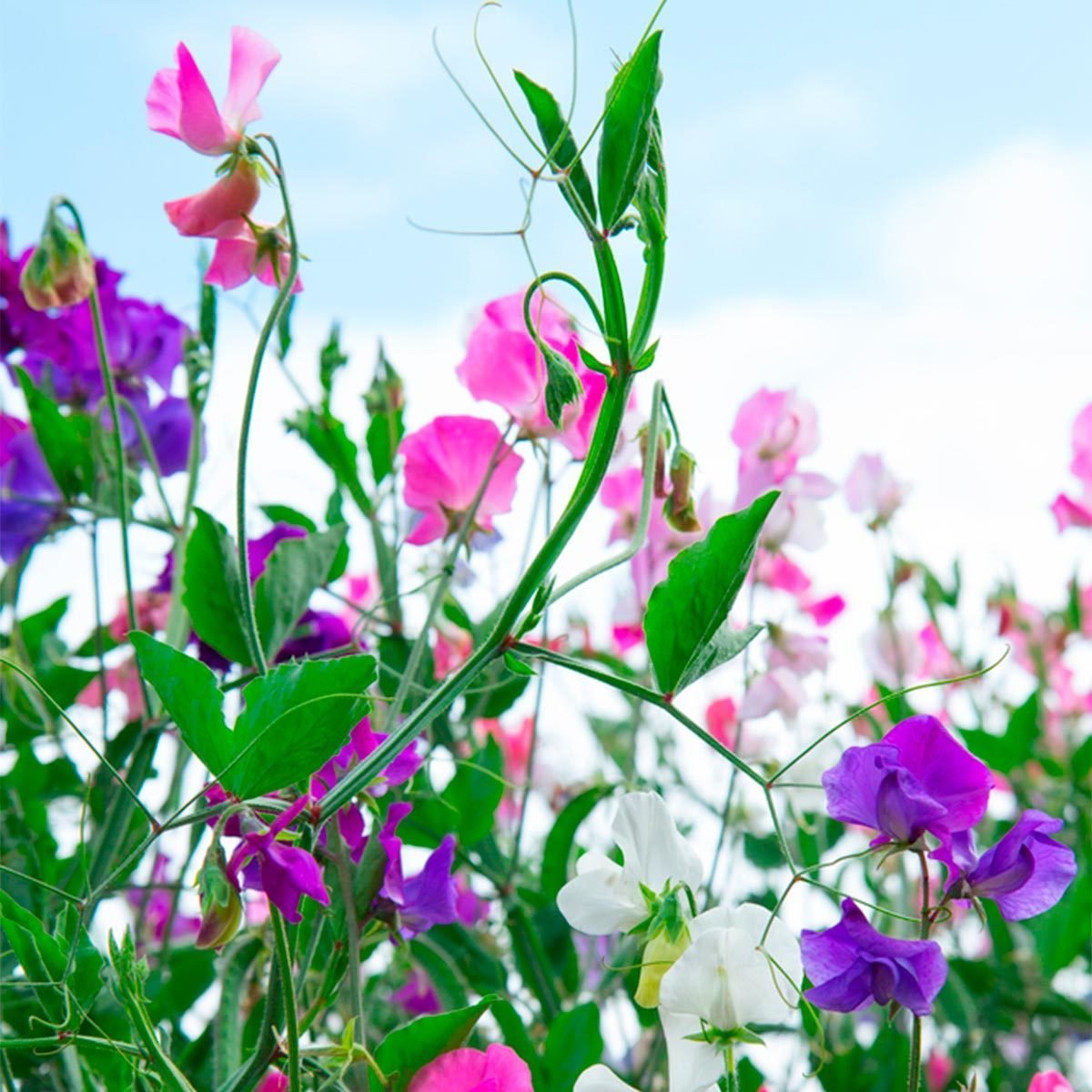 49 colorful plants to brighten up your landscape — family handyman