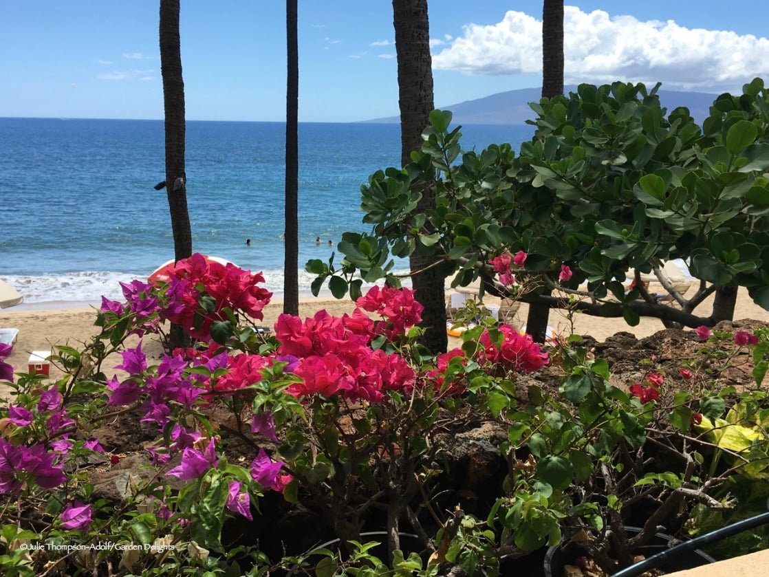 how to grow hawaiian flowers at home | growing hawaiian flowers