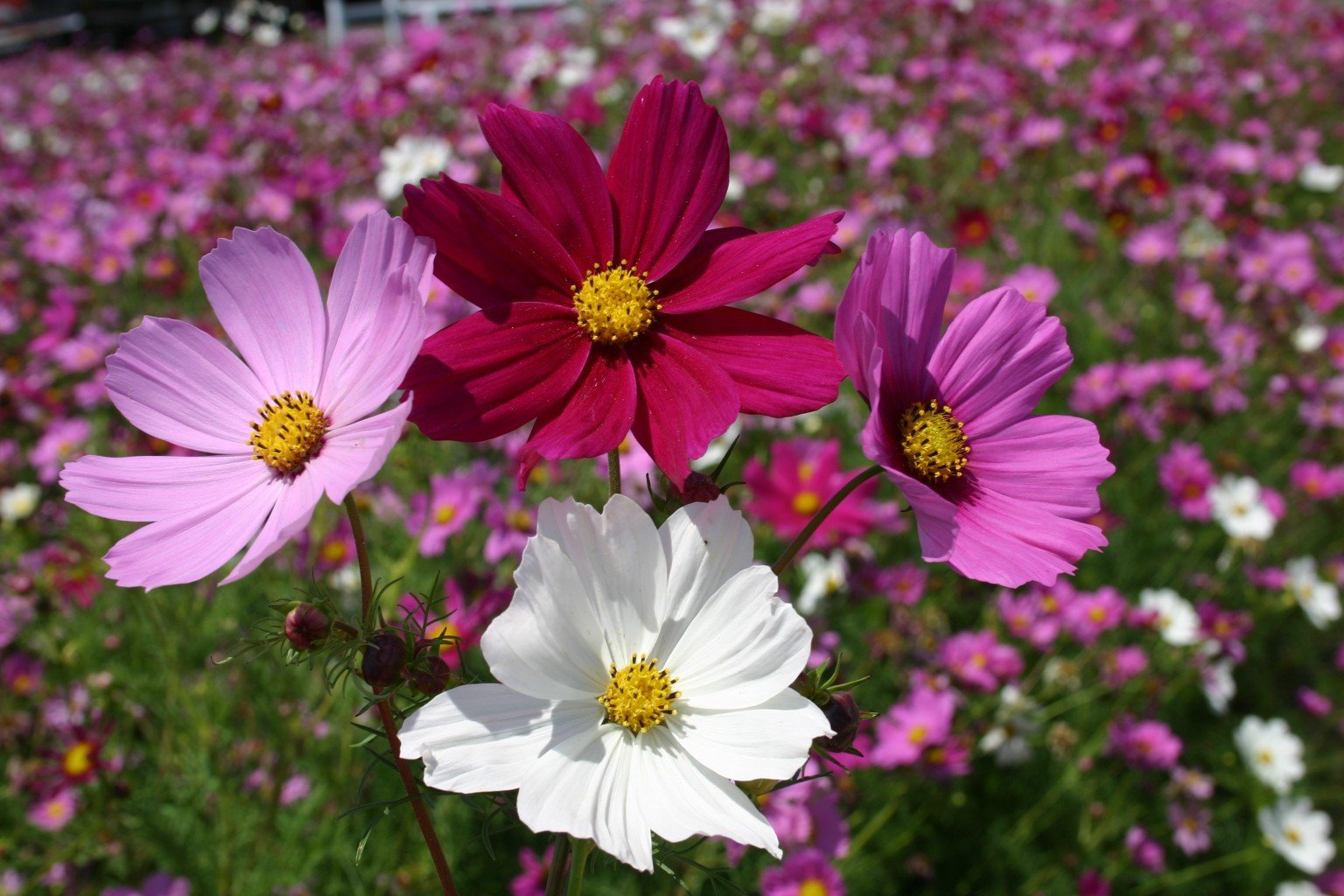 cosmos - bipinnatus sensation mix - oregon wholesale seed company