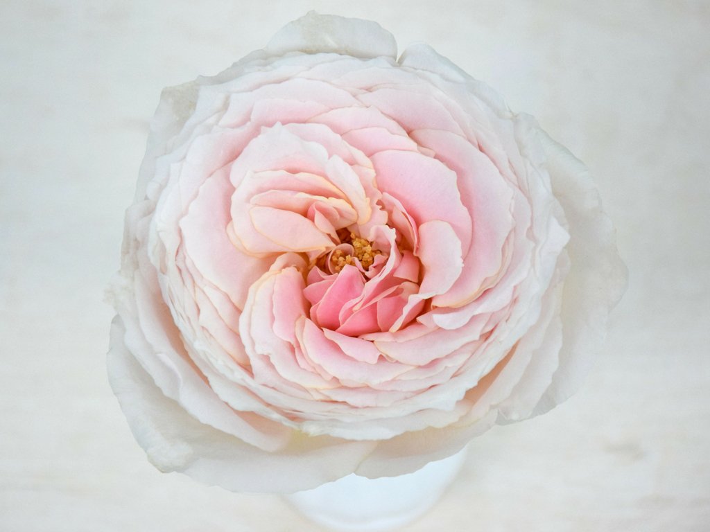 wabara roses- japanese garden roses | parfum flower company