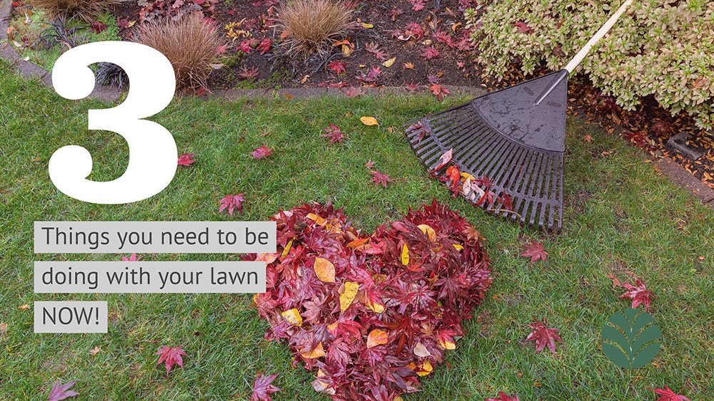 3 essential fall clean-up chores to improve your lawn for
