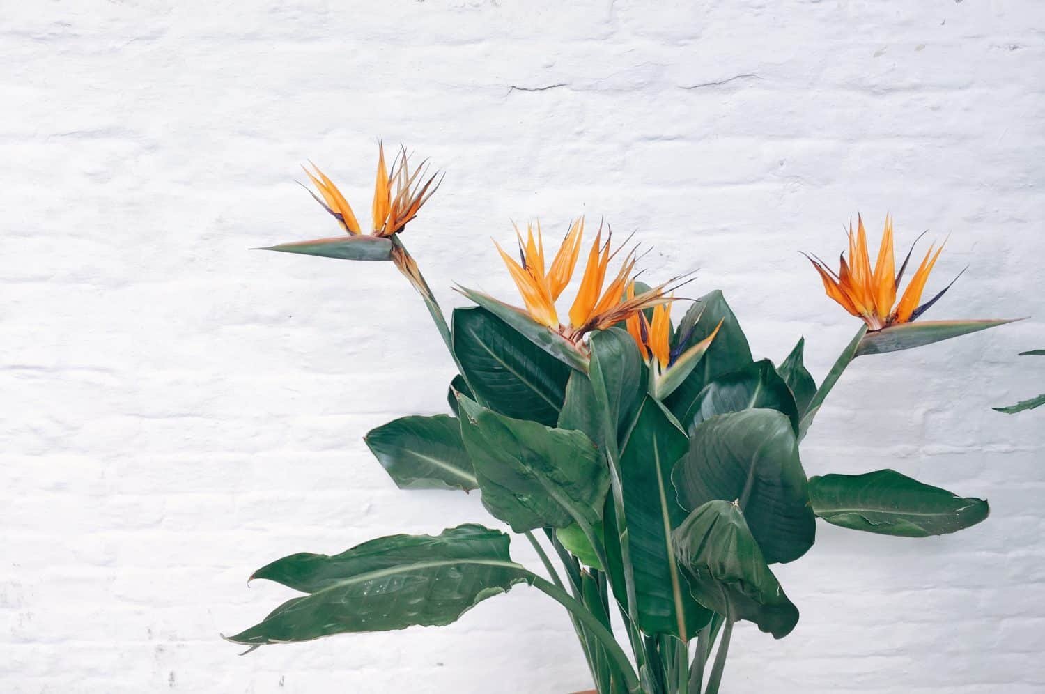 top 10 low maintenance plants - melbourne international flower