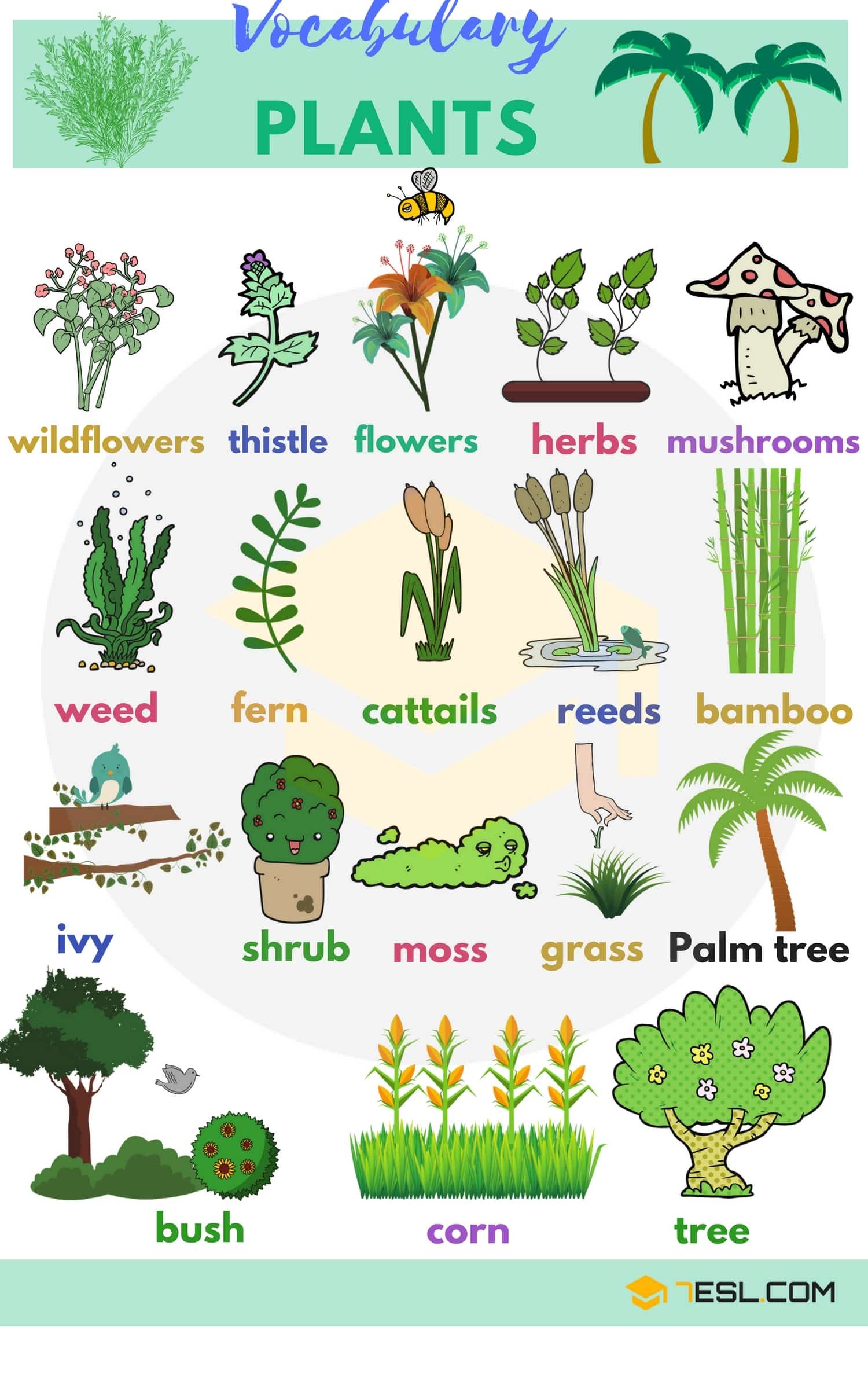 list of plant and flower names in english with pictures - 7 e s l
