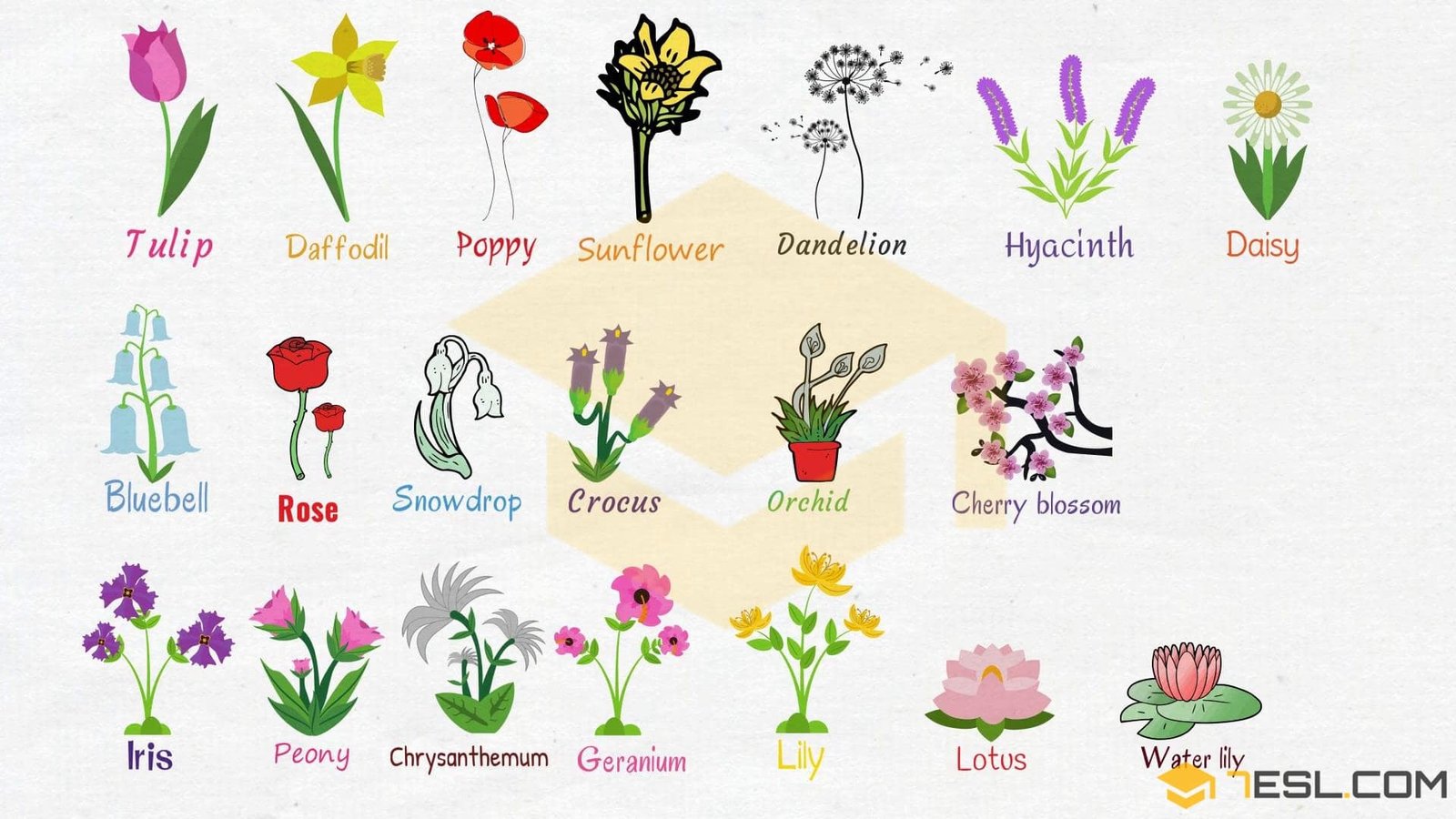flowers names: useful list of flowers with images - 7 e s l