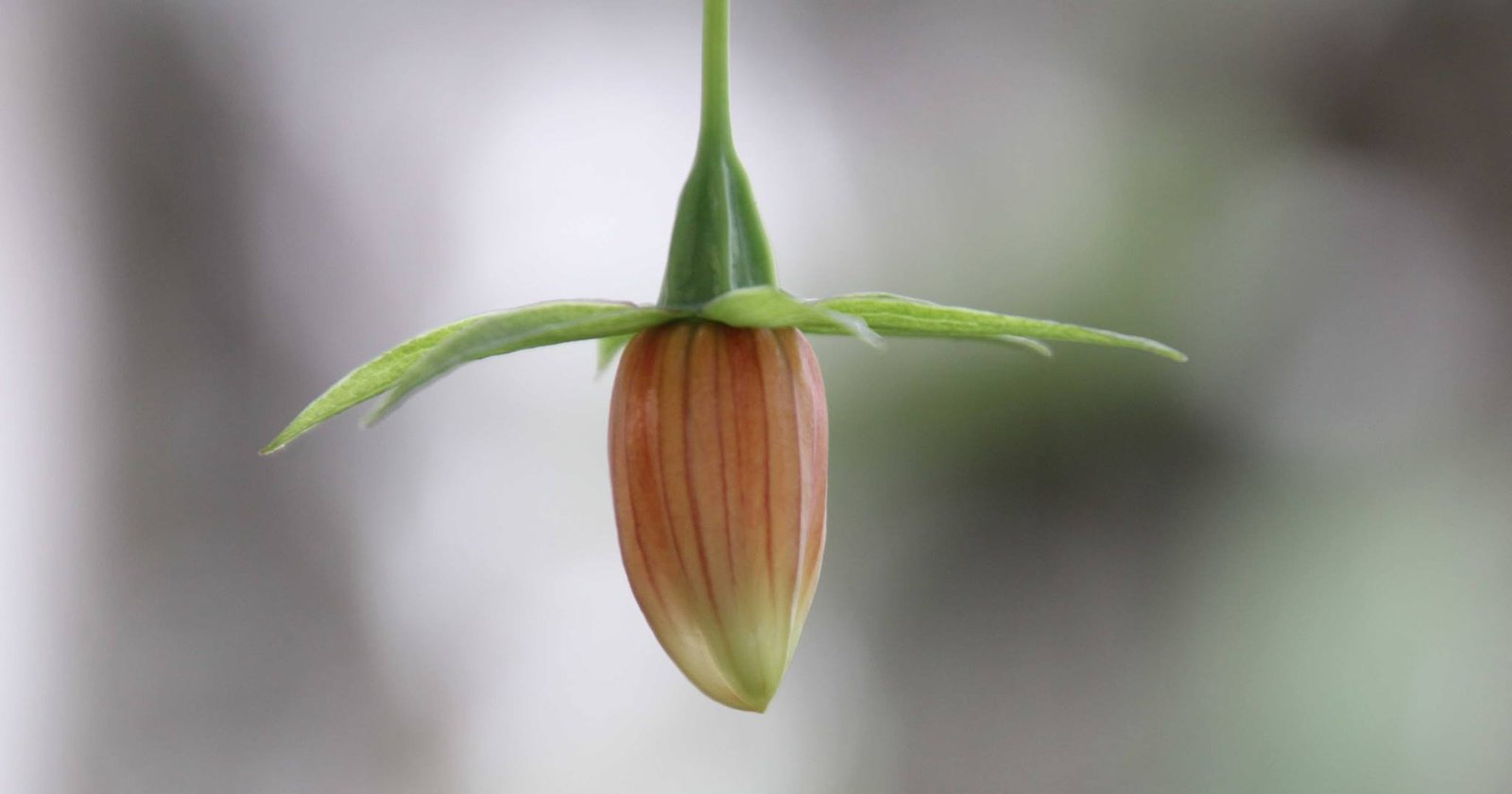 springdale, ar: flower, garden, and nature society of nwa - talya