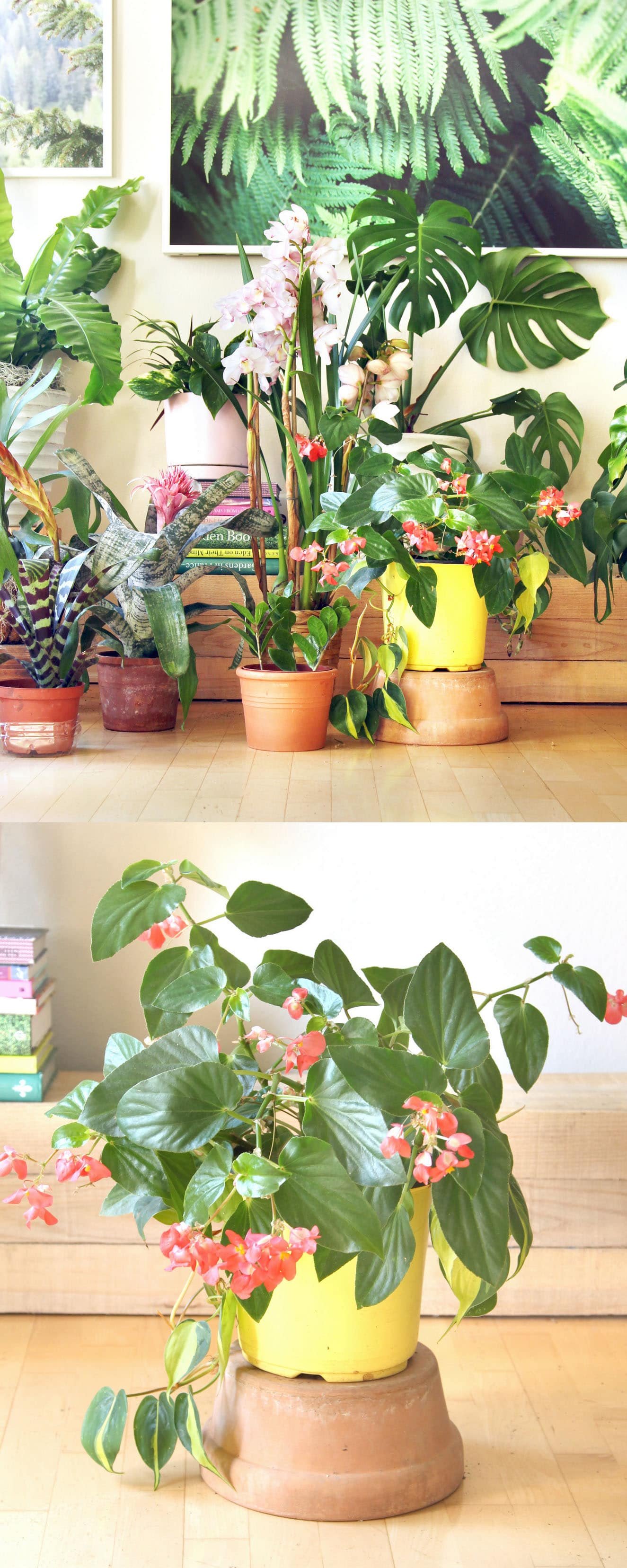 18 most beautiful indoor plants ( & 5 easy care tips! ) - a piece of