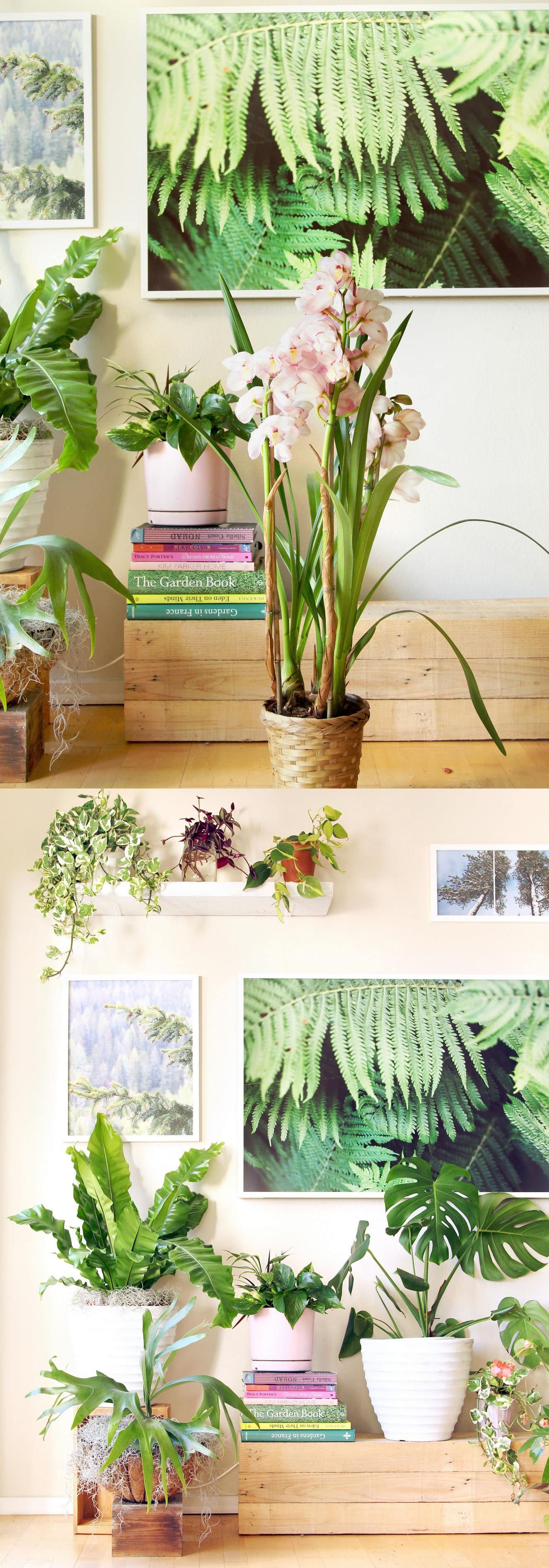 18 most beautiful indoor plants ( & 5 easy care tips! ) - a piece of