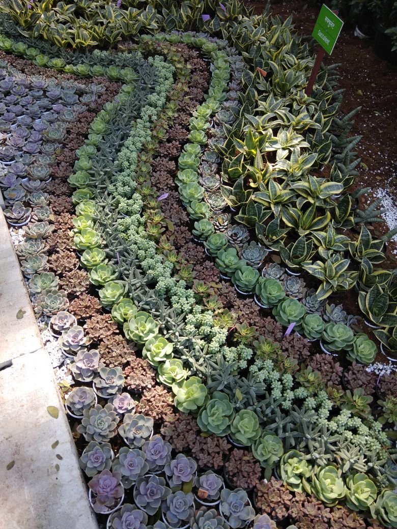 annual flower show 2019 - empress garden pune