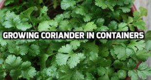 Spirulina Farming, Cultivation Practices Details | Asia ...
