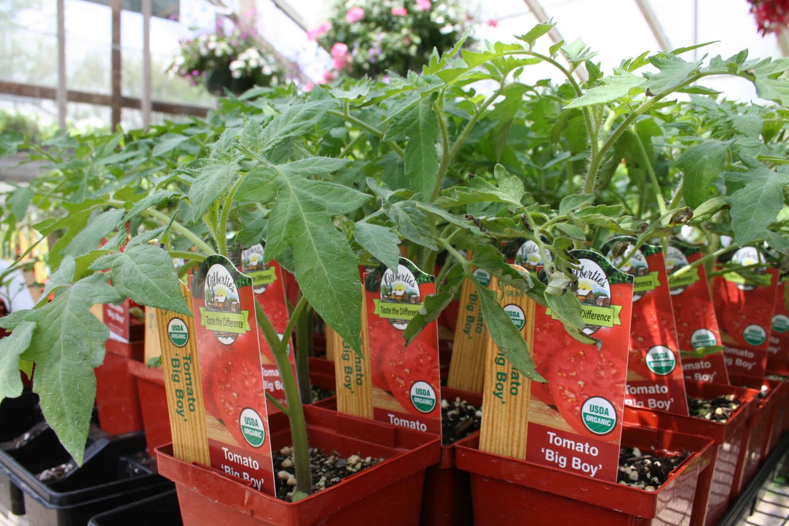 gilbertie's herbs and garden center - organic herb and vegetable plants