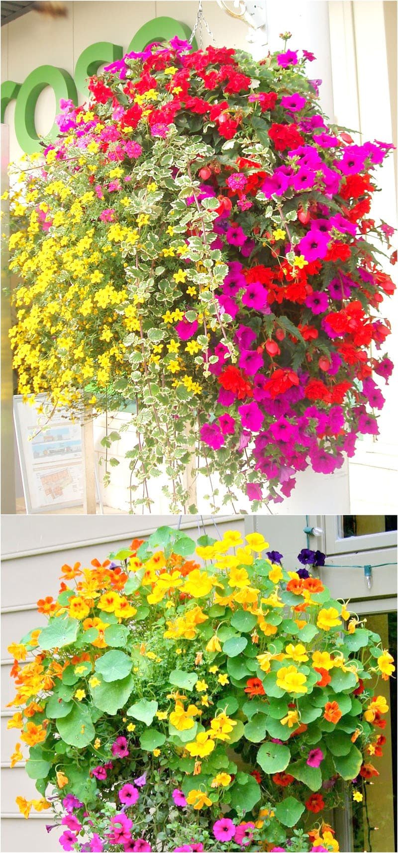 how to plant beautiful flower hanging baskets ( & 20+ best hanging