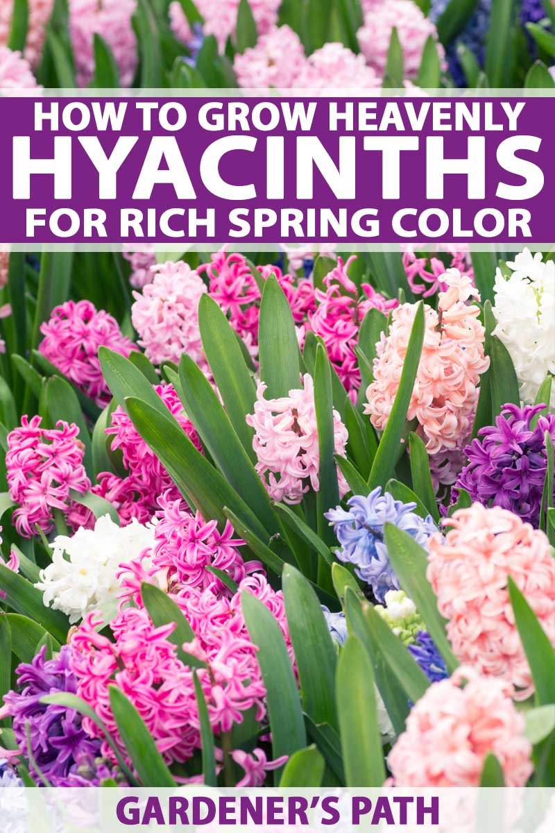 how to grow hyacinths indoors and outside | gardener's path