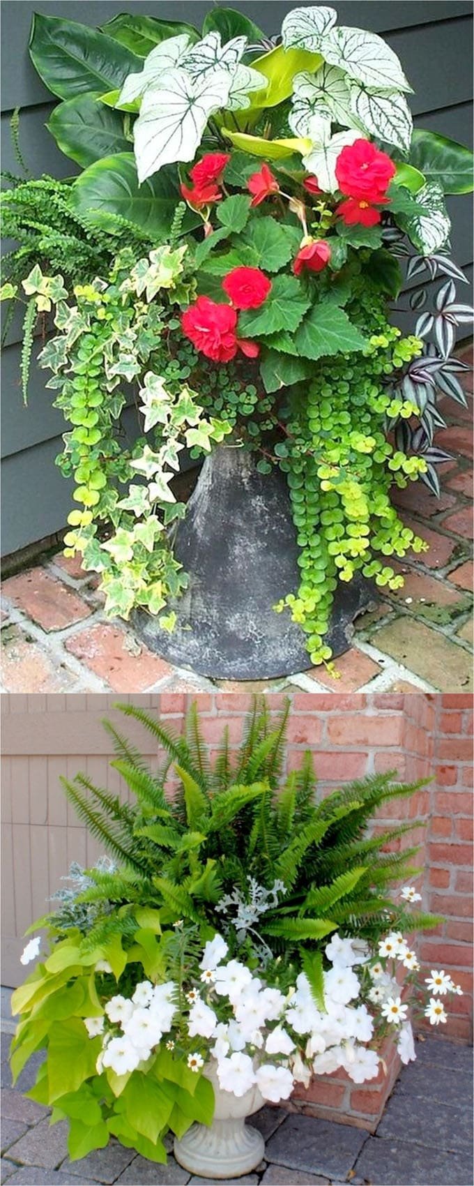 best shade plants & 30+ gorgeous container garden planting lists - a