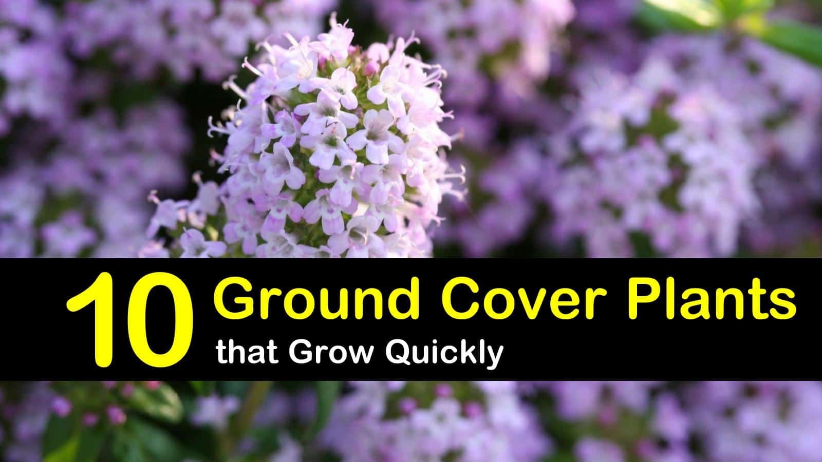 the 10 best evergreen ground cover plants that grow quickly