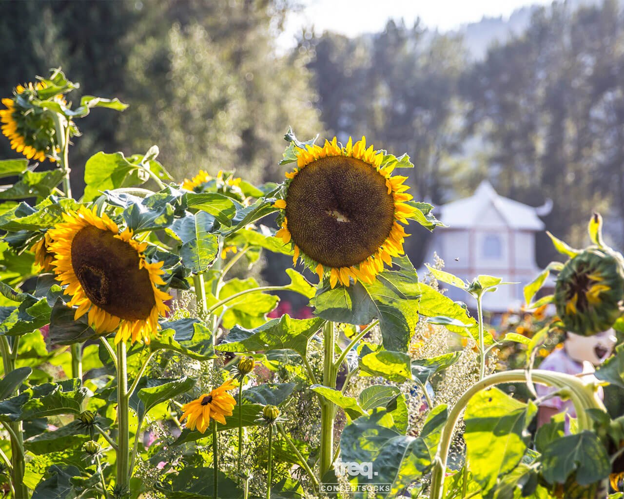 shambhala music festival - our story