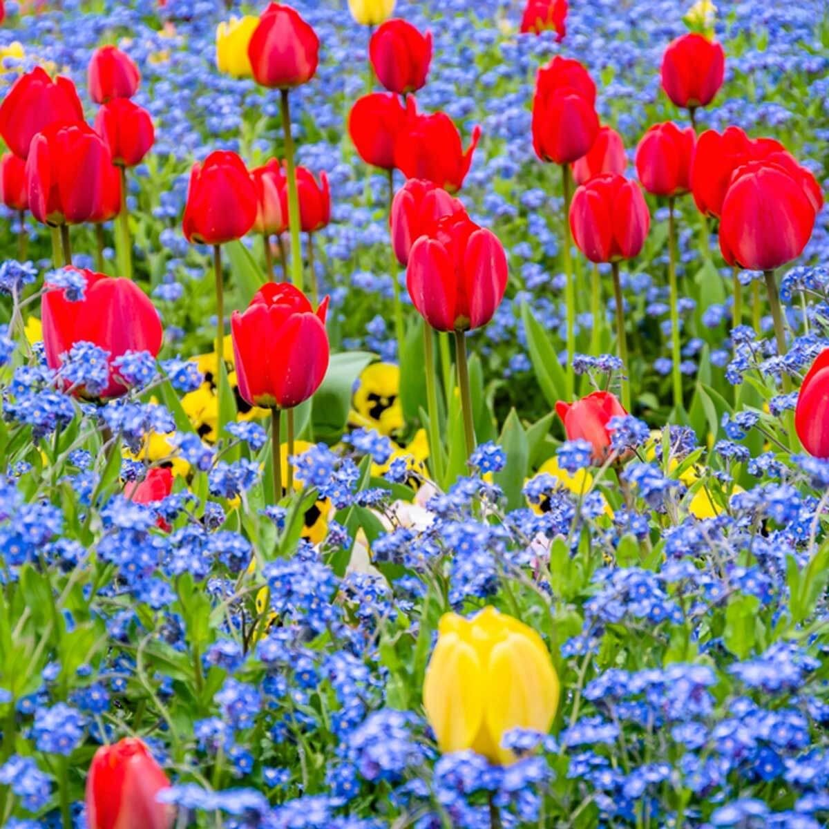 12 inspiring flower bed designs — the family handyman