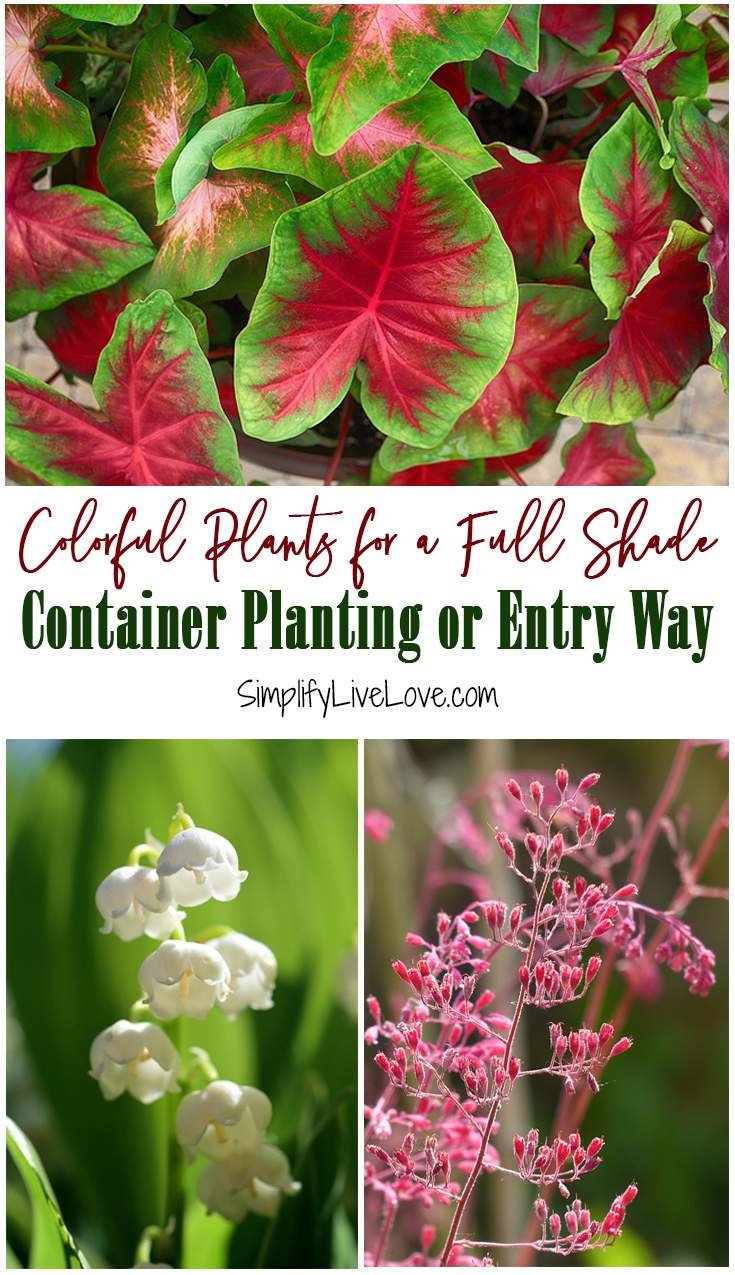 colorful shade loving perennials for show stopping containers