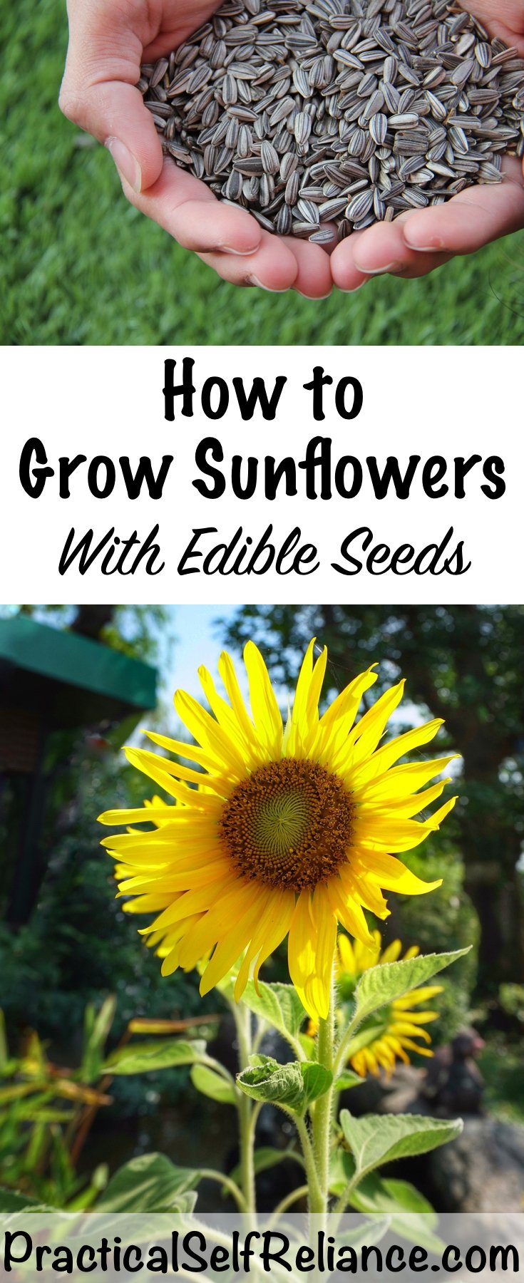 how to grow sunflowers for seeds