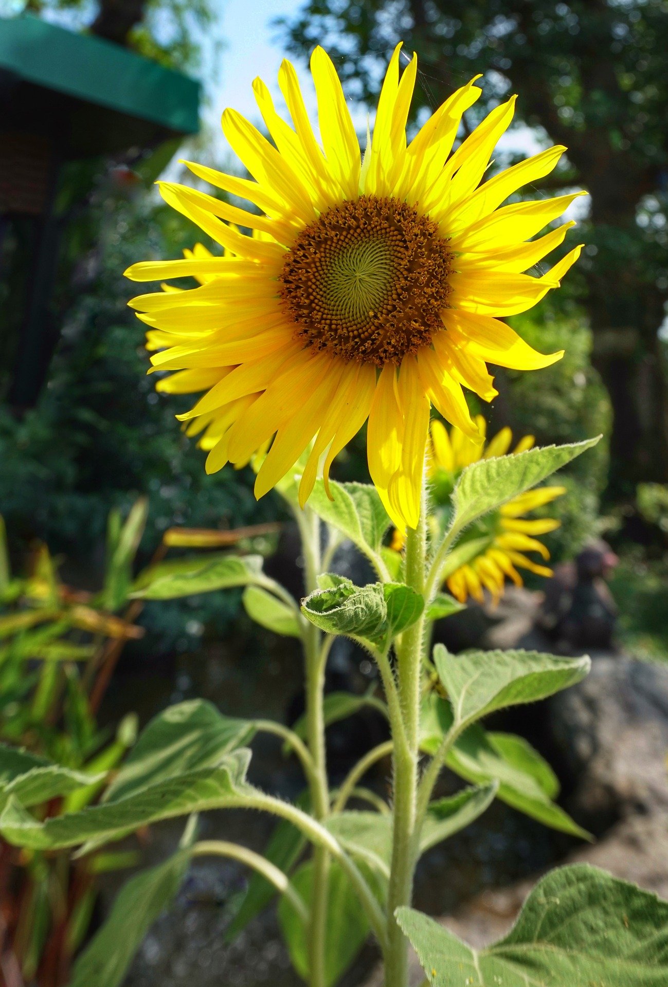 how to grow sunflowers for seeds